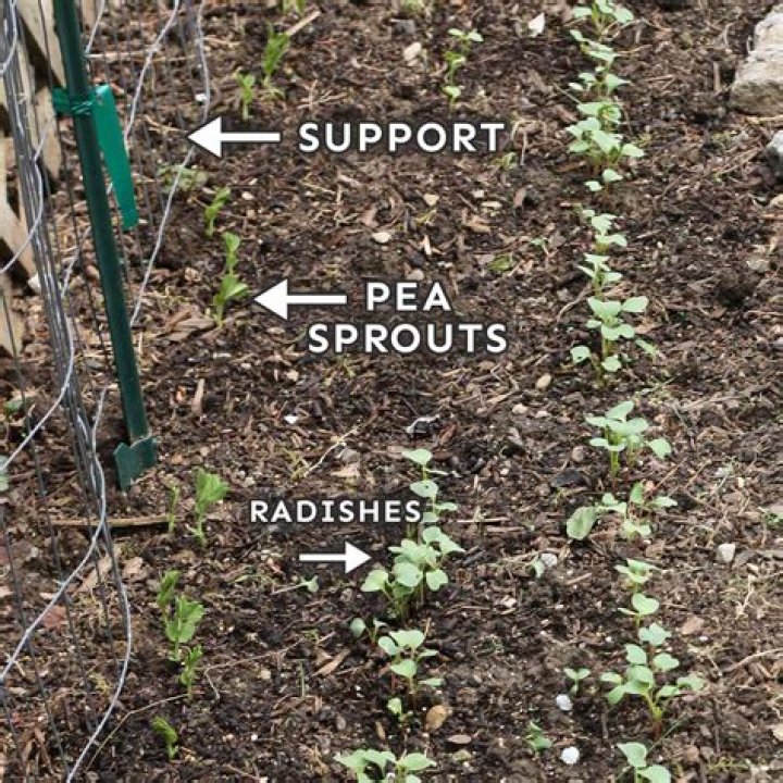 How do you store pea sprouts
