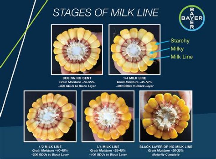 How do you tell corn Stage V