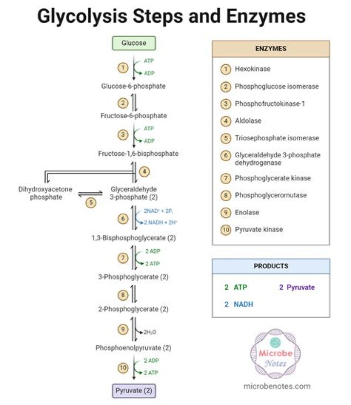 How do you train glycolysis