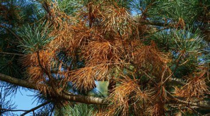 How do you treat pine blight