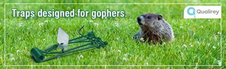 How do you use a gopher trap