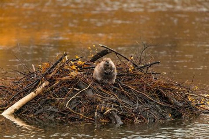 How does a beaver make a dam