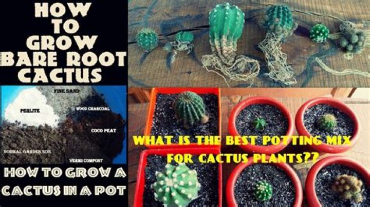 How does a cactus plant grow