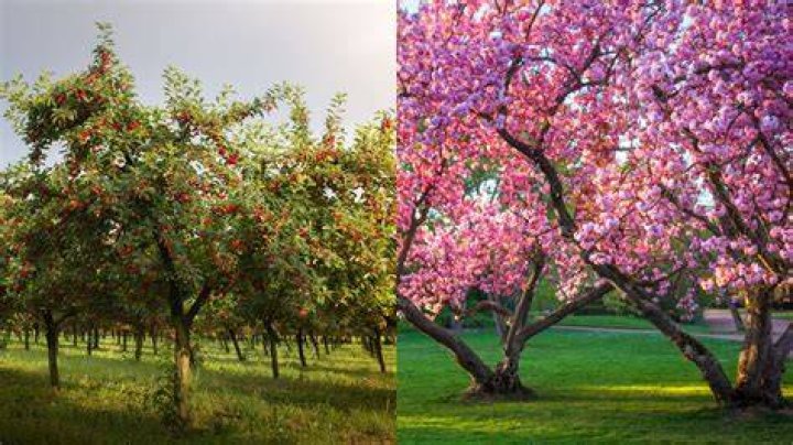 How does a cherry blossom tree grow
