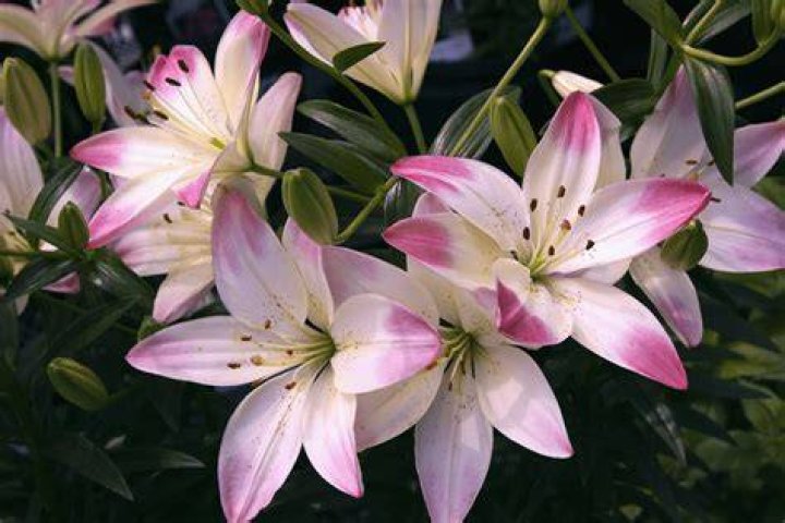 How does a lily flower grow