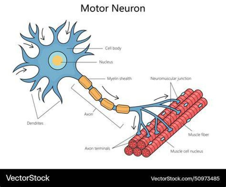 How does a motor neuron work
