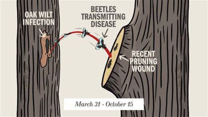How does a tree get oak wilt
