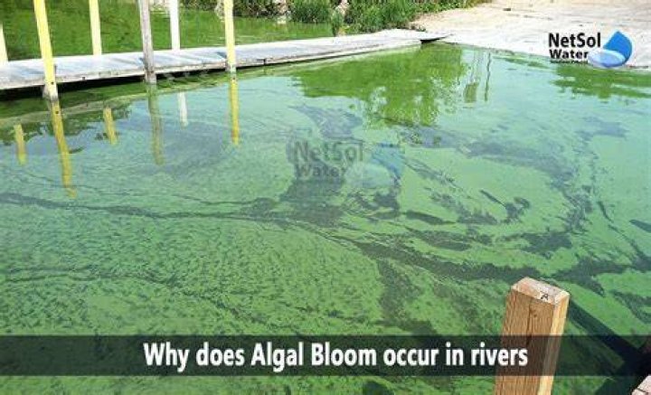 How does algae affect a pond