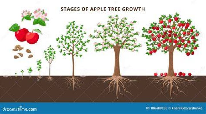 How does an apple grow on a tree