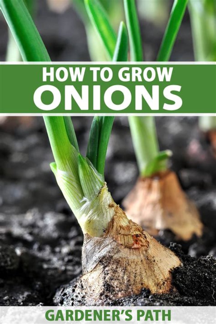 How does bunching onion grow