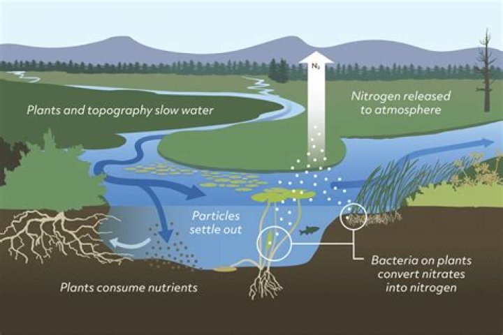 How does carbon purify water