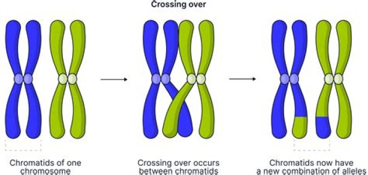 How does crossing over occur