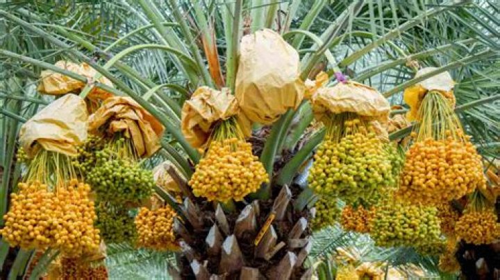 How does date palm look like