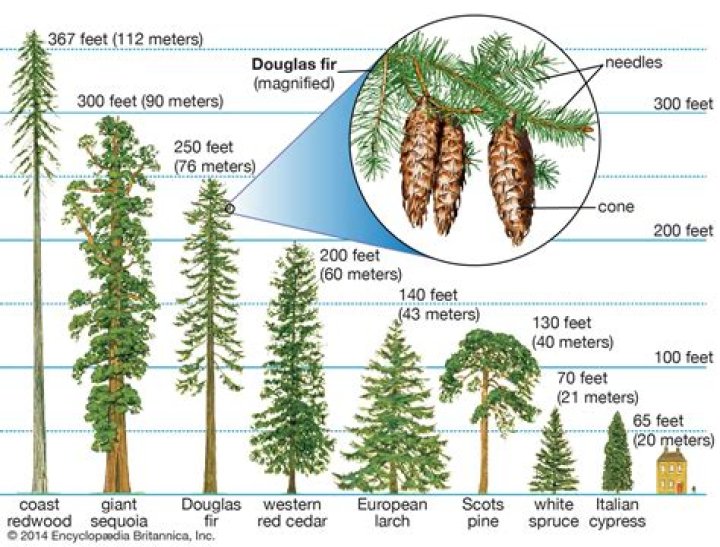 How does Douglas fir weather