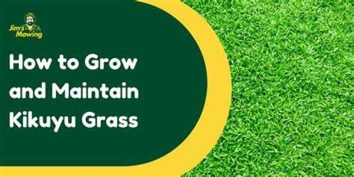 How does kikuyu grass spread