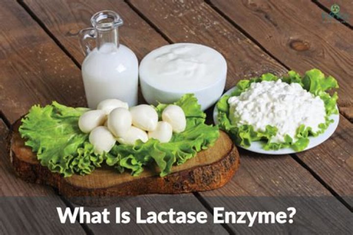 How does lactase enzyme work