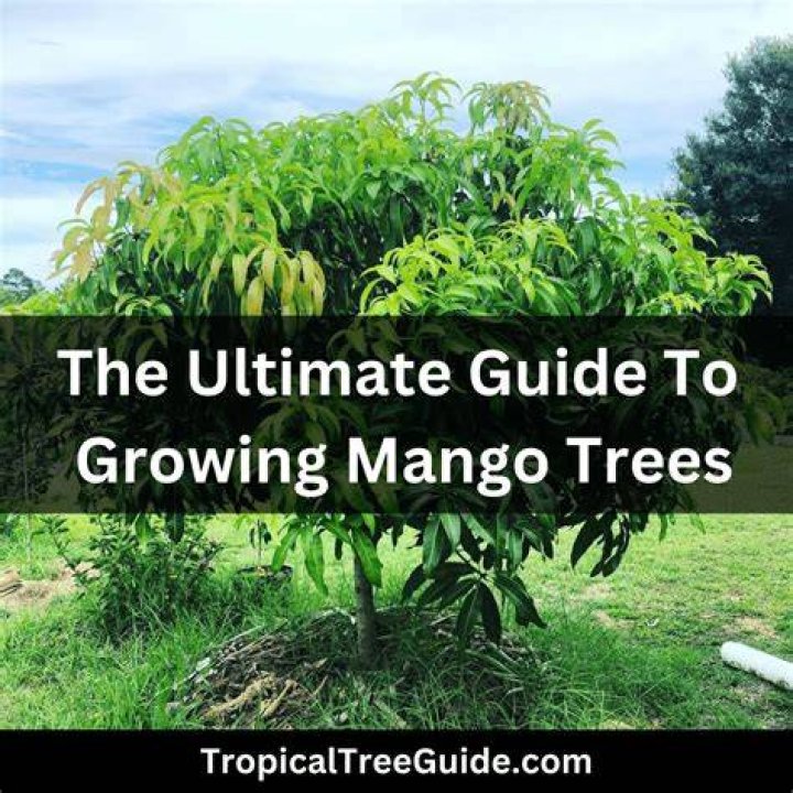 How does mango fruit develop