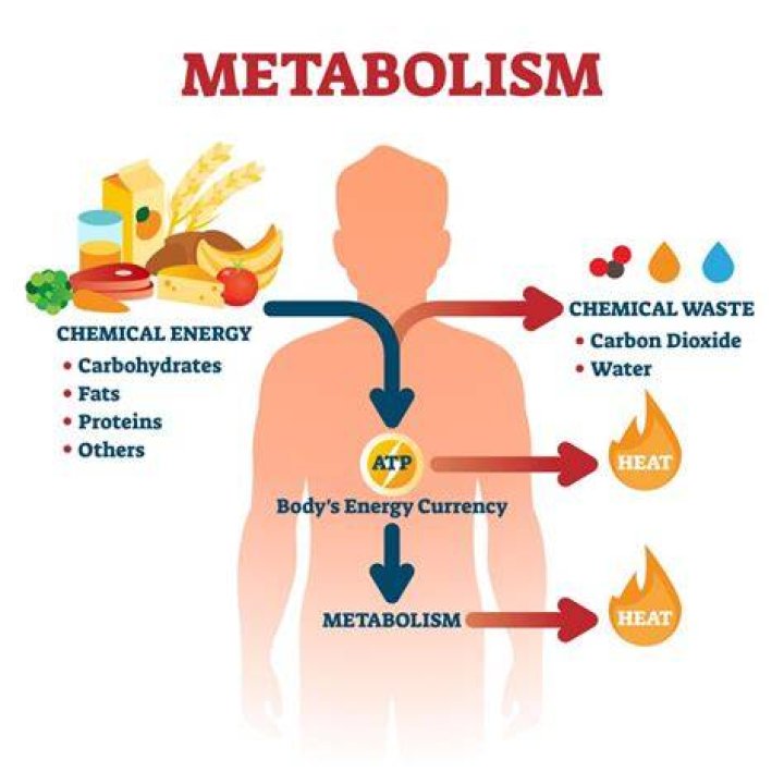 How does metabolism increase