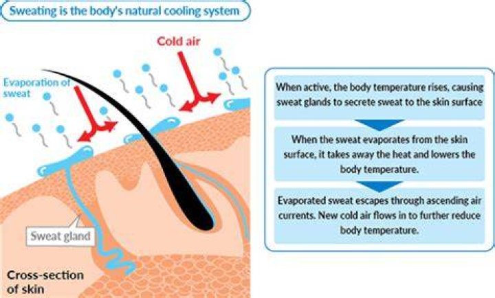 How does sweat cool the body