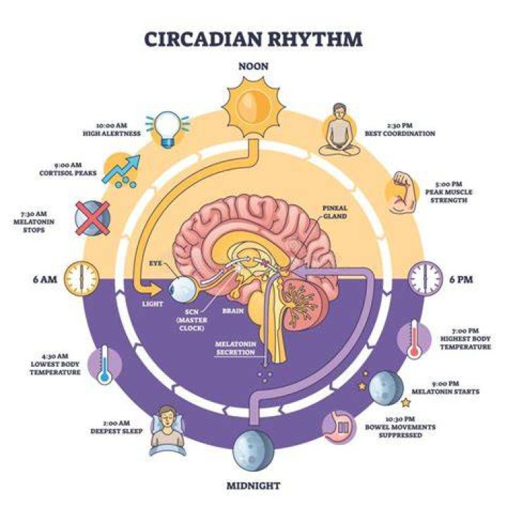 How does the SCN control circadian rhythms