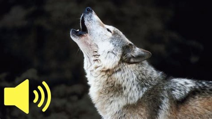 How does wolf pee collected