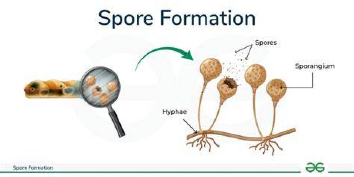 How effective is Milky Spore