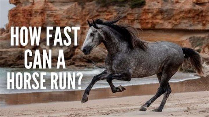 How fast can the Whizzer run