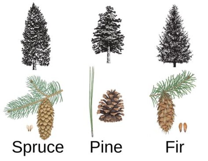 How fast do black pines grow