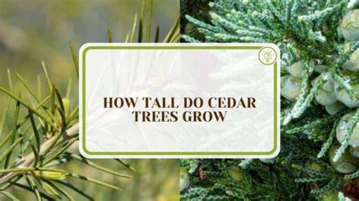 How fast do cedar trees grow