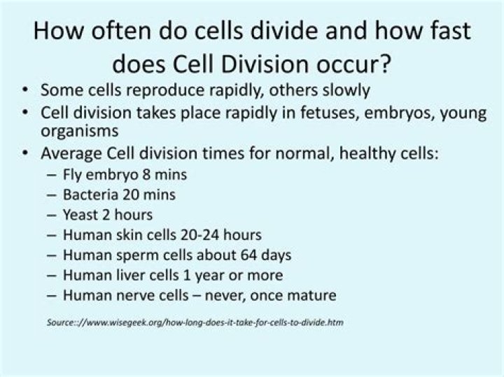 How fast do cells reproduce