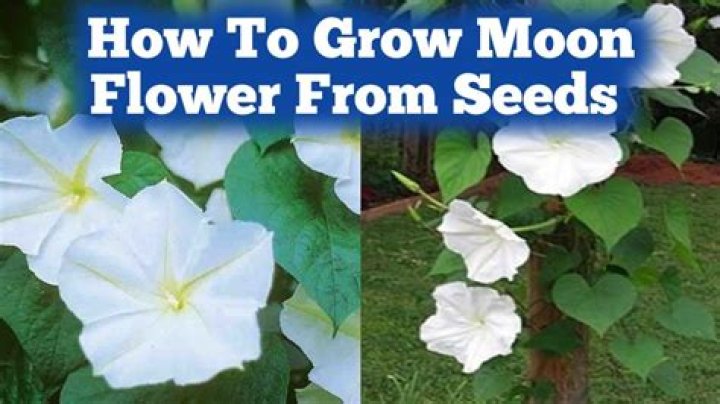 How fast do moonflowers grow