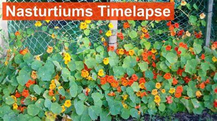 How fast do nasturtiums grow