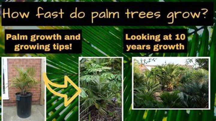 How fast do pygmy palms grow