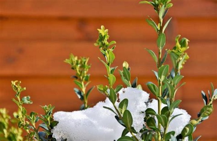 How fast does a boxwood grow