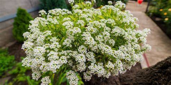 How fast does alyssum spread