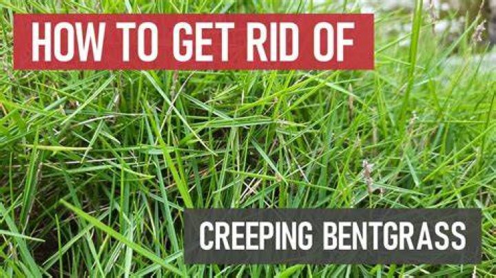 How fast does bentgrass grow