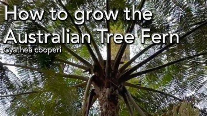 How fast does tree fern grow