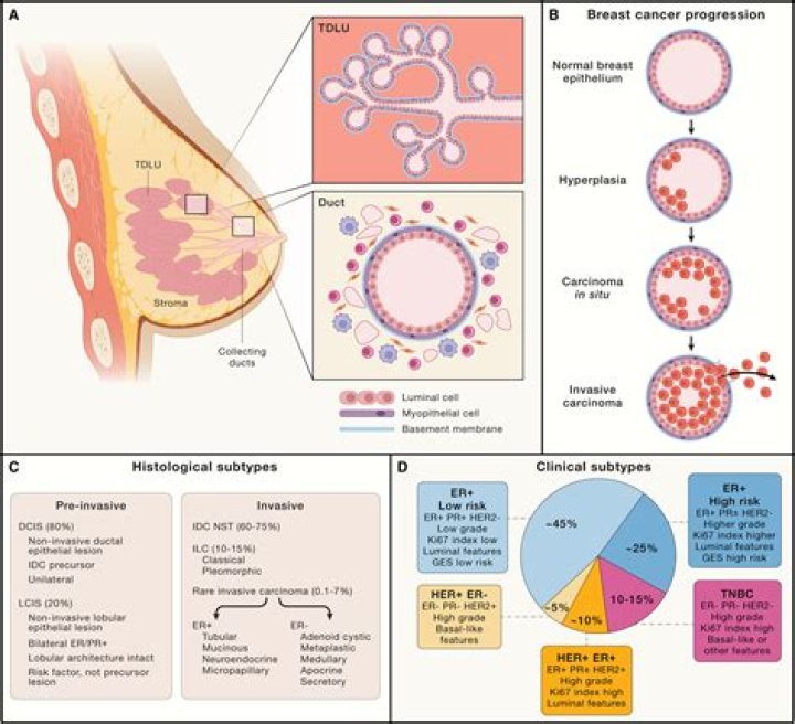 How is breast tissue formed