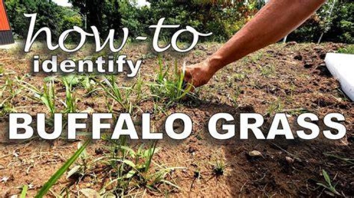 How is buffelgrass invasive