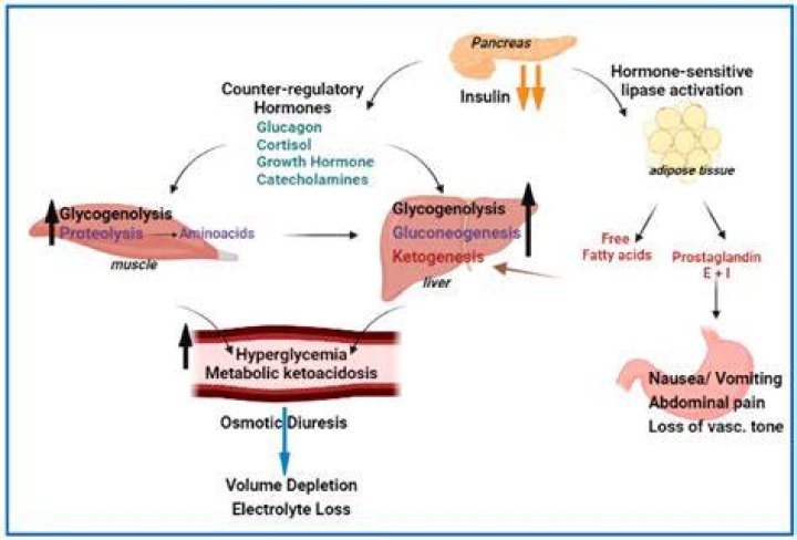 How is diabetic coma treated