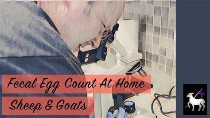 How is fecal egg count done