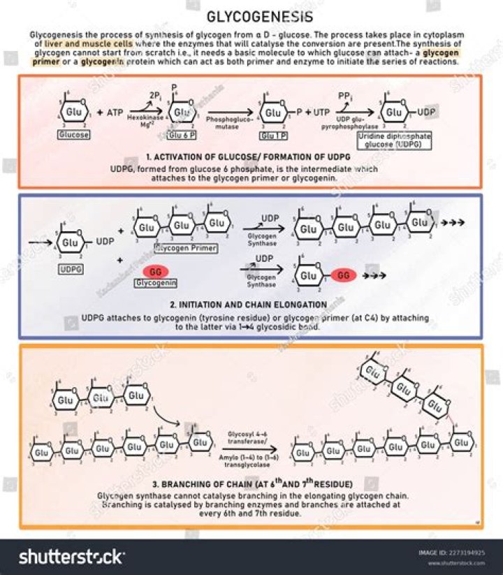 How is glycogen synthesized