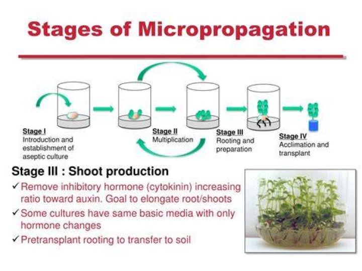 How is micropropagation done