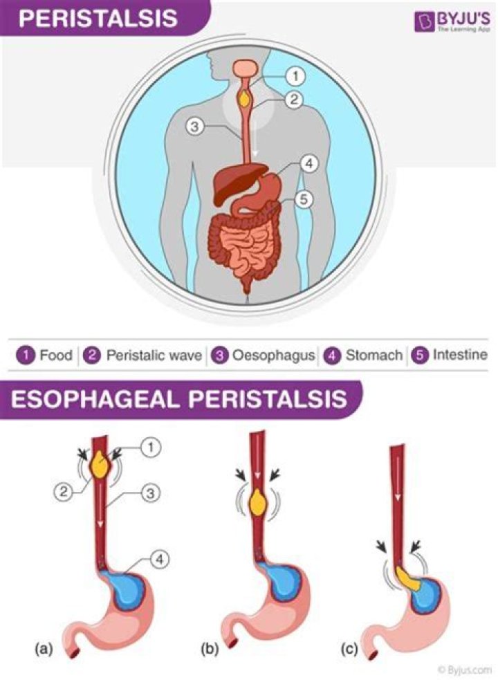 How is peristalsis regulated