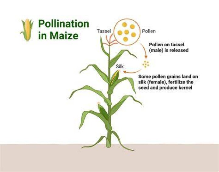 How is sweet corn pollinated