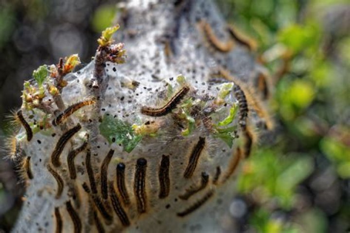 How long do gypsy moths live