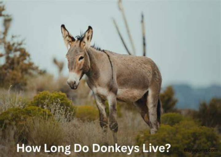How long do silk trees live