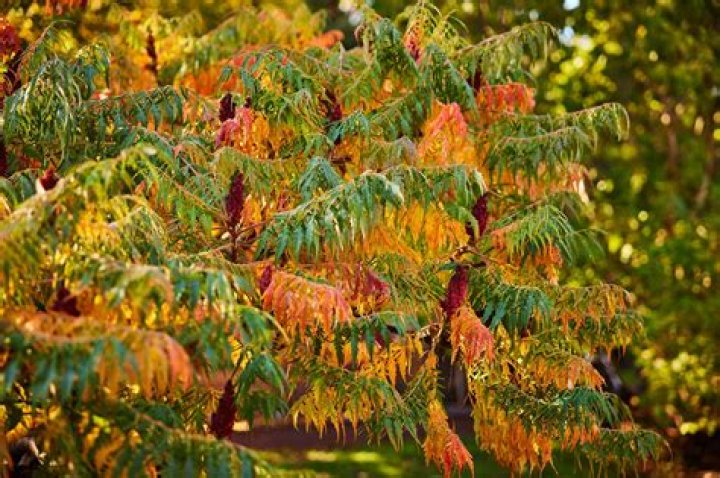 How long do sumac trees live