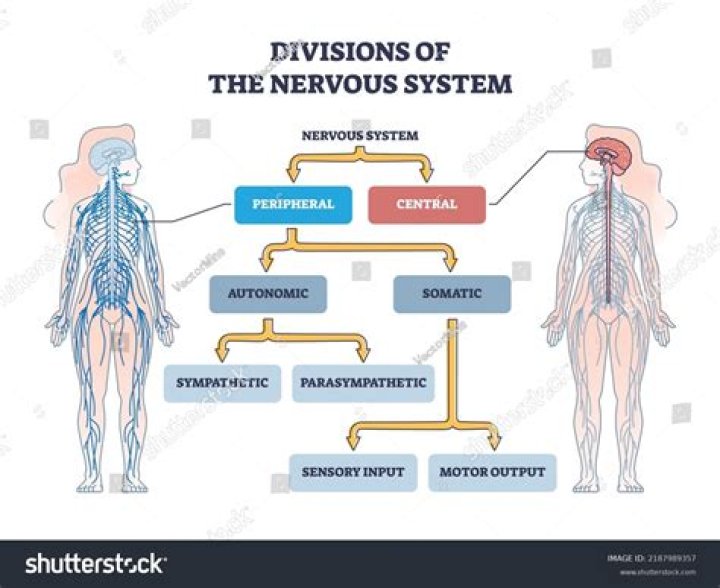 How long is a nervous system