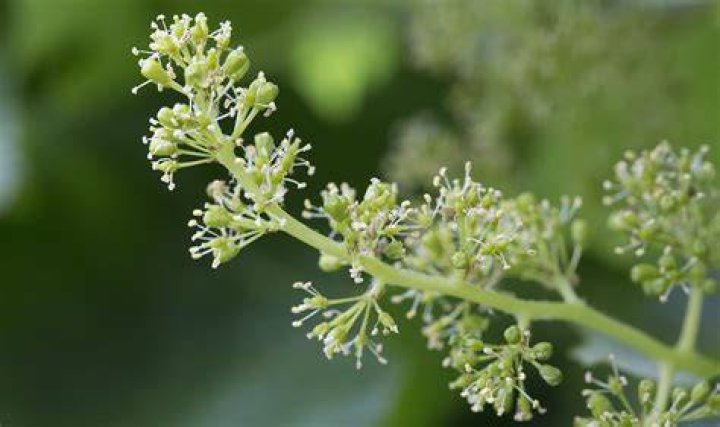 How long is grape flowering